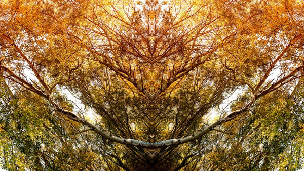 Wandbild - Baum-Alien I - Ausrichtung_Quer,Besonderes_Fotokunst,Farbe_Gelb,Fotograf_Fabian Hothan