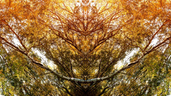 Wandbild - Baum-Alien I - Ausrichtung_Quer,Besonderes_Fotokunst,Farbe_Gelb,Fotograf_Fabian Hothan