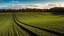 Wandbild - Grünes Feld - Ausrichtung_Panorama Ausrichtung_Quer Farbe_Blau Farbe_Grün Fotograf_Alexander Schönberg